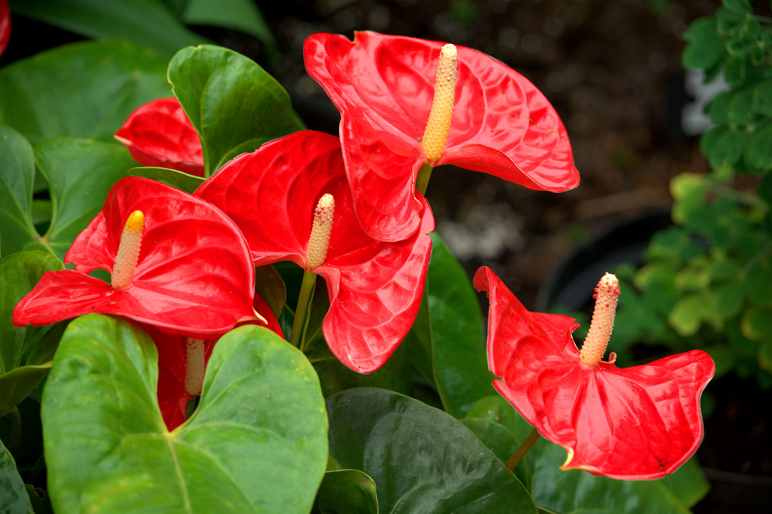 Anthurium flamingoblomst
