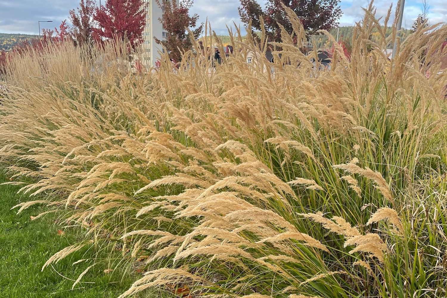 Calamagrostis ‘Karl Froster prydgress