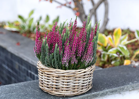 Calluna 'Mintberry' i sk&aring;l