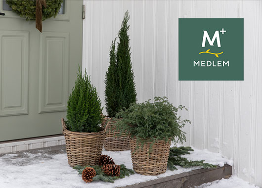 Vintergrønne planter