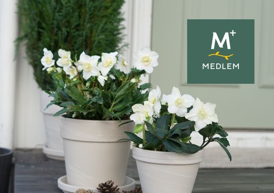 Julerose Helleborus 'Christmas Carol'