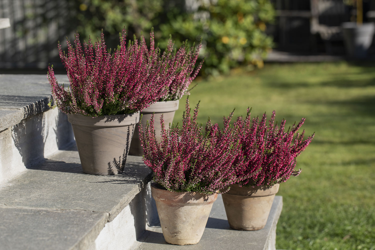 Ukens tilbud på blomster