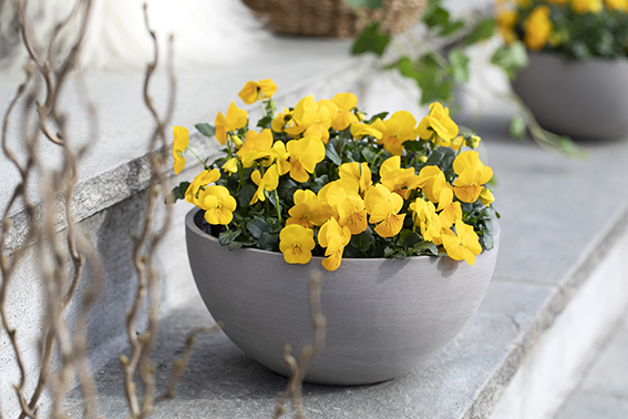 Viola p&aring; trappen