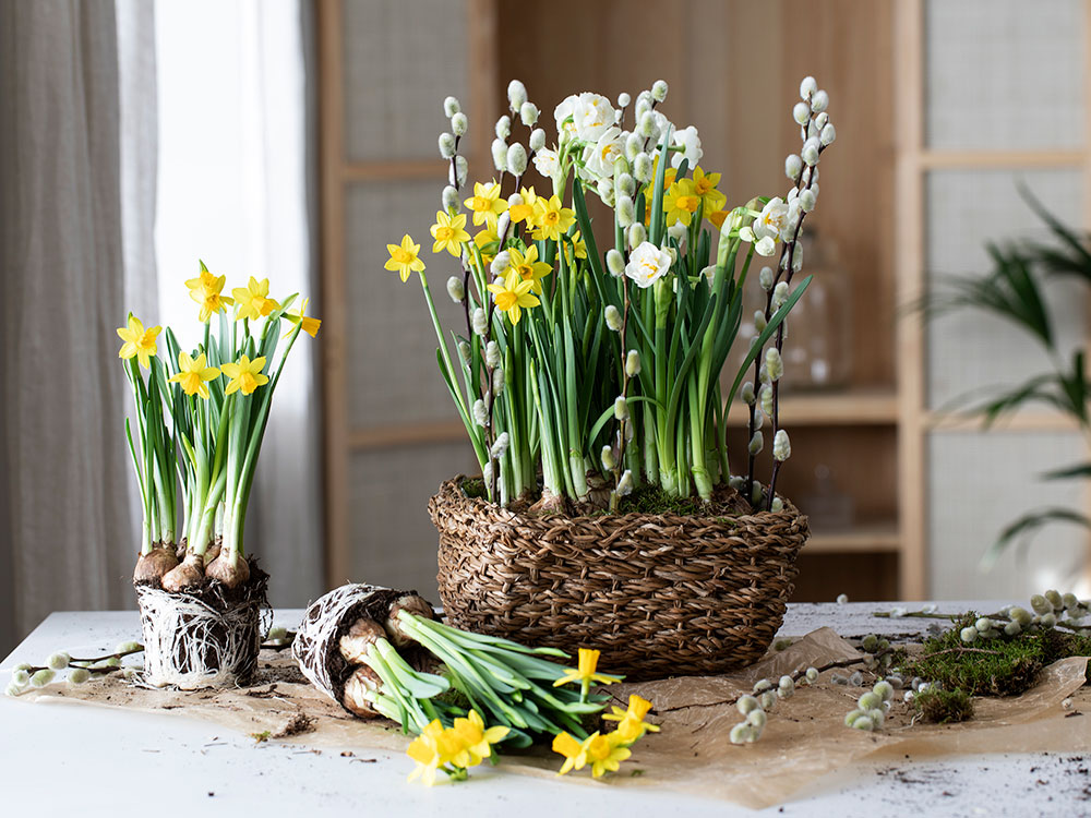 DIY: Lag en flott påskegruppe med påskeliljer
