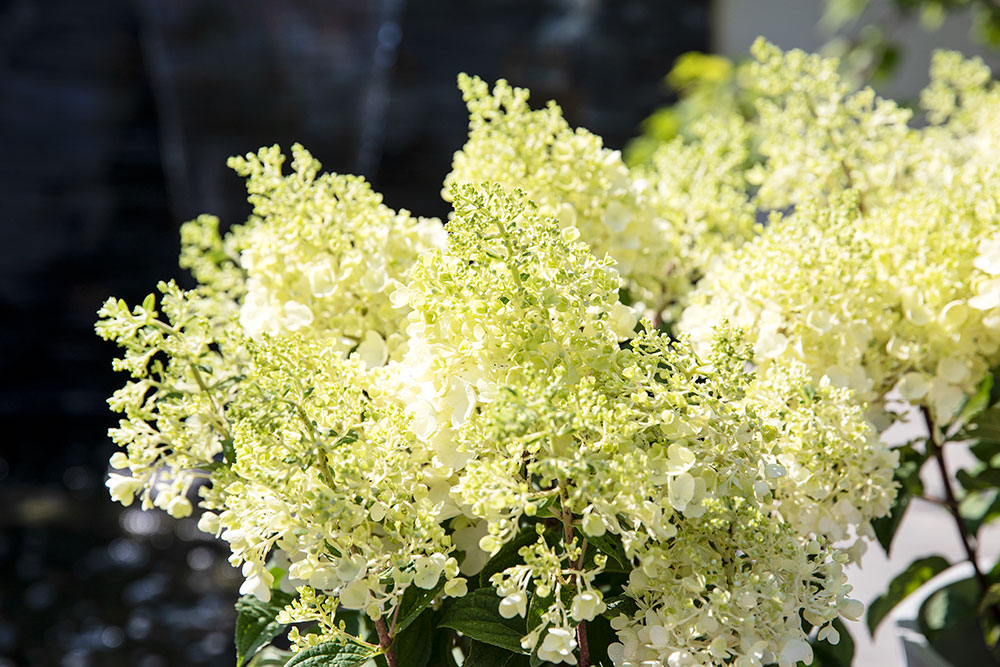 Syrinhortensia