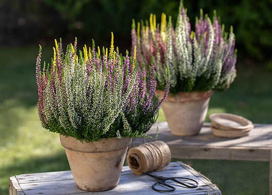 Calluna 'High Five'