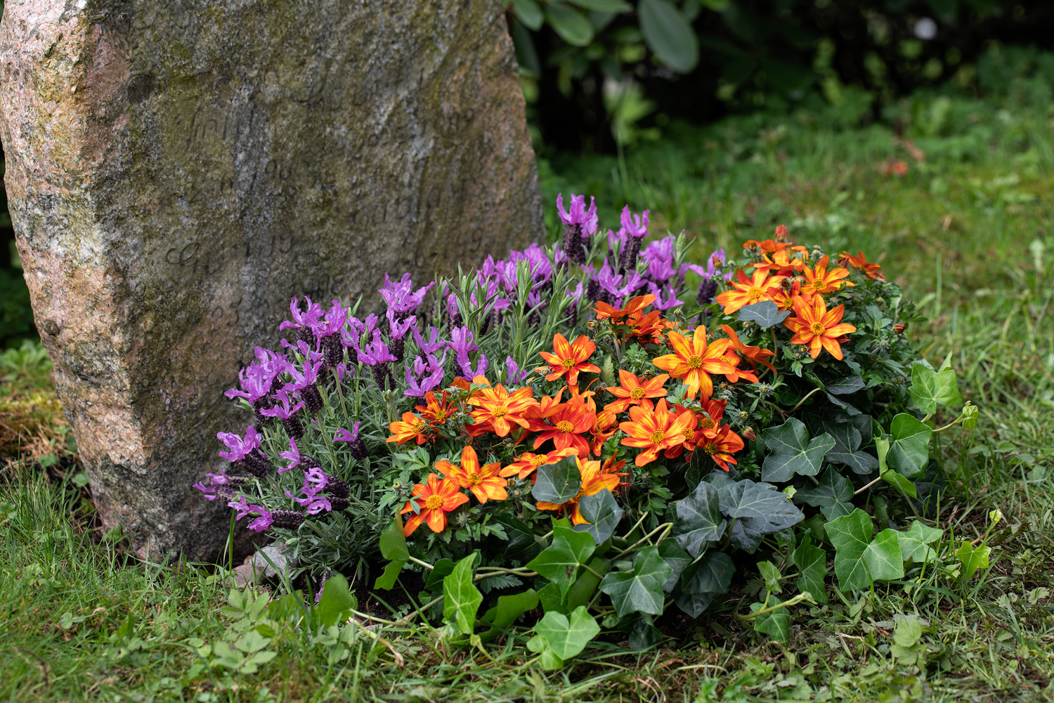 Lavendel og bidens