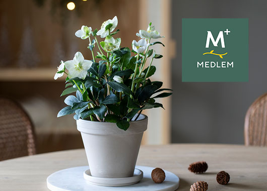 Helleborus (Julerose)