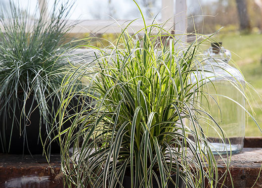 Carex 'Feather Falls' prydgress