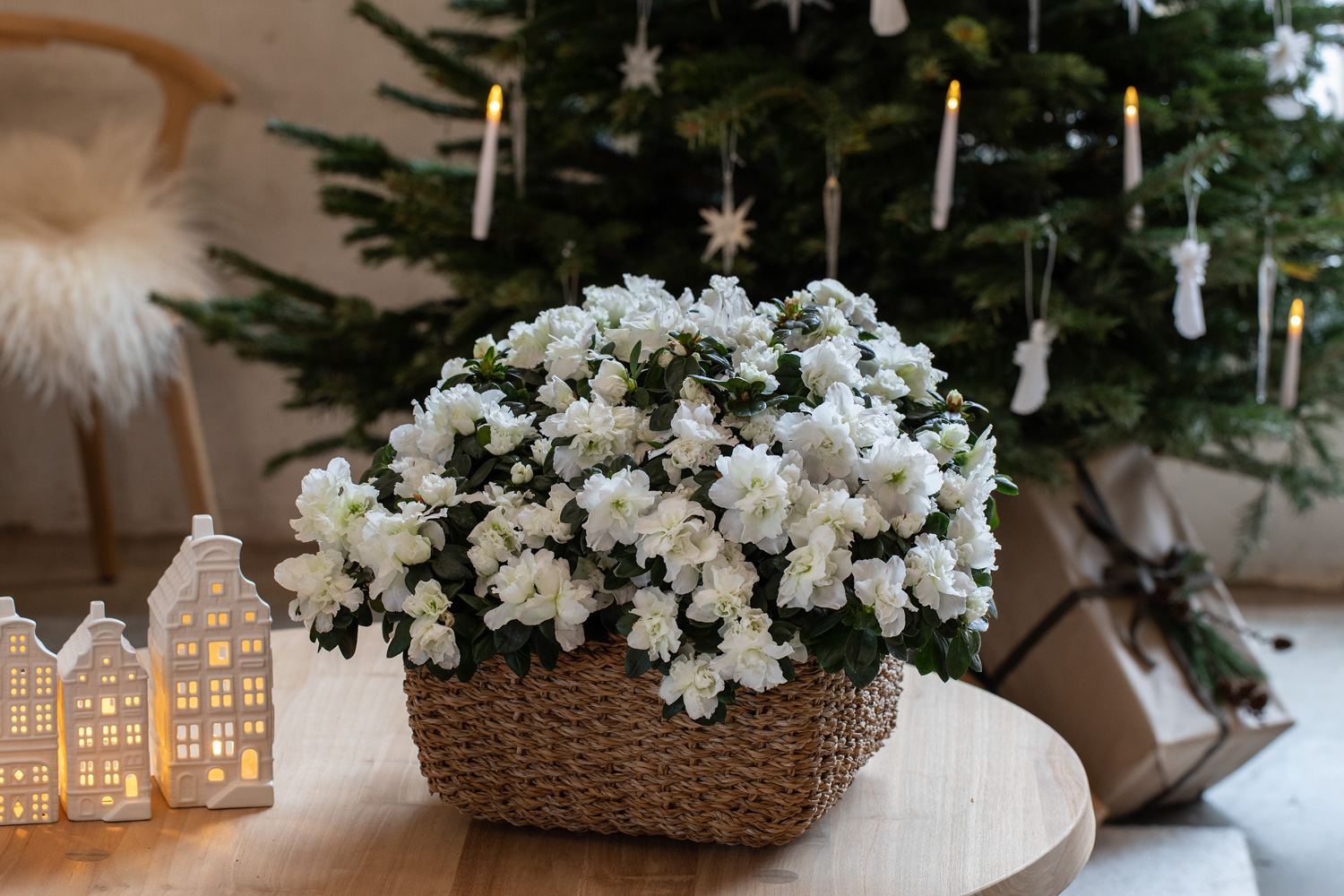 Ukens tilbud på blomster