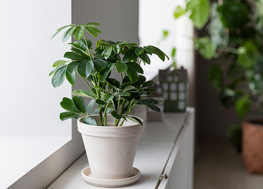 Schefflera 