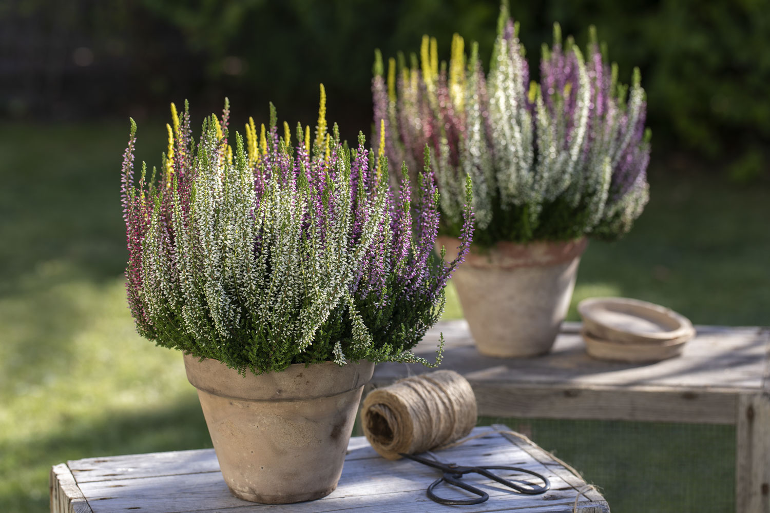 Calluna lyng