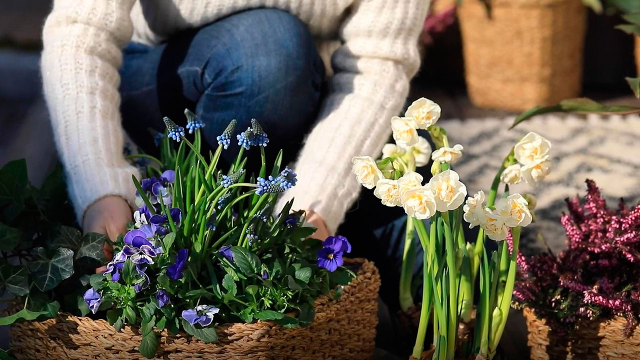 Disse vårblomstene tåler kuldegrader