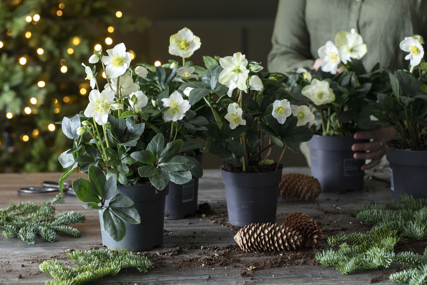 Julerose (Helleborus)
