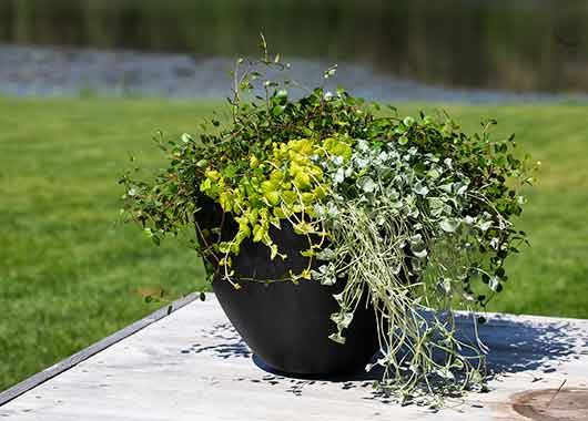 Sommergrønne planter