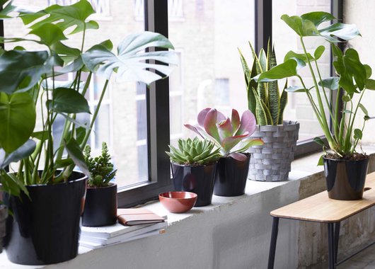 Monstera i vinduskarmen