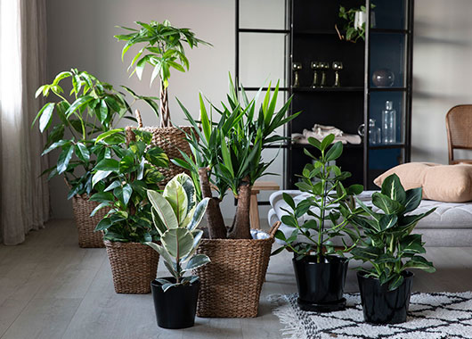 Grønne planter