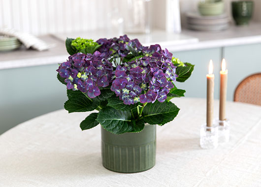 Hortensia 'Radiance'