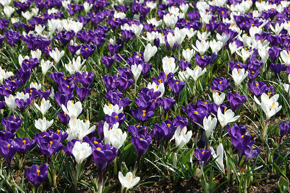 Krokus