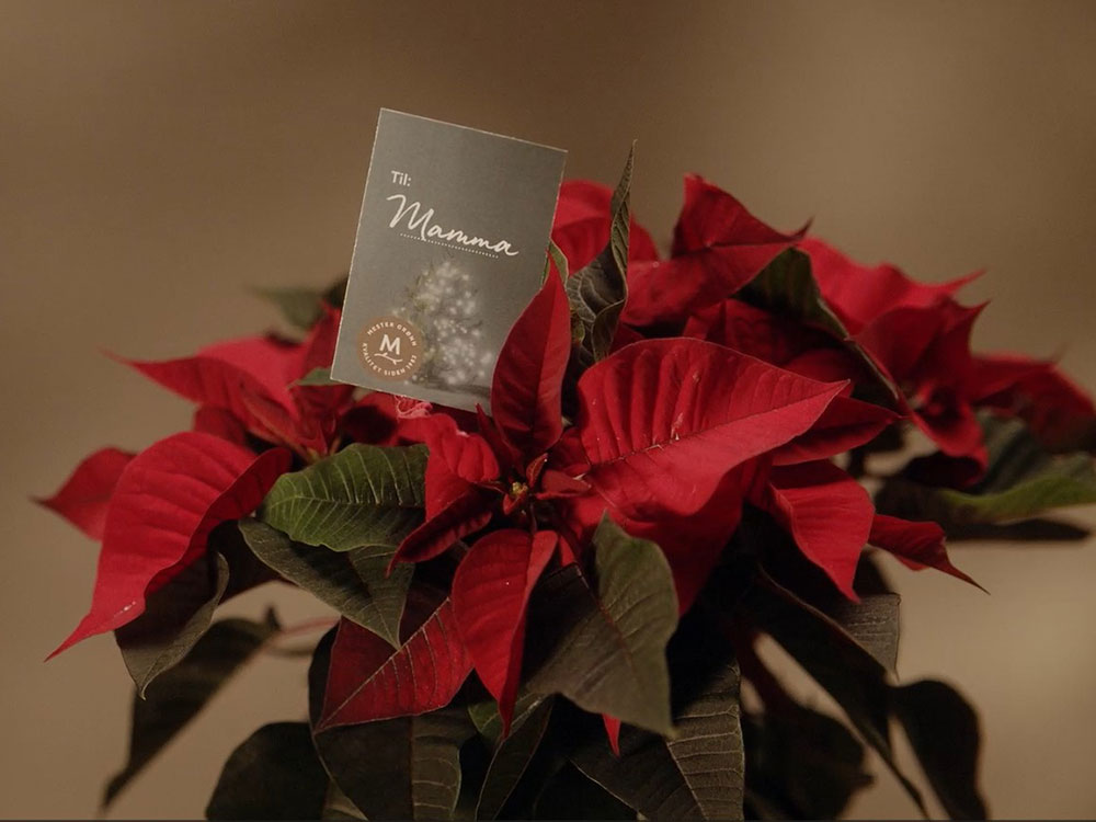 St&oslash;tt Frelsesarmeens Julegryte