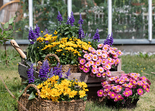 Bievennlige blomster