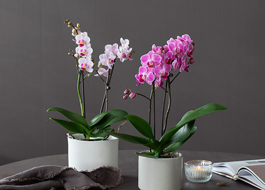 Phalaenopsis Midi