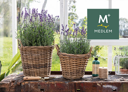 Lavendel 'Hidcote'