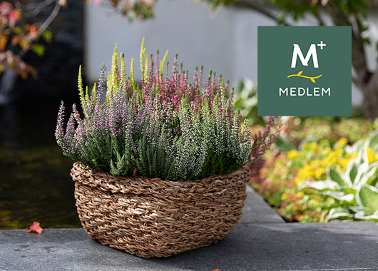Calluna 'Quattro' busk