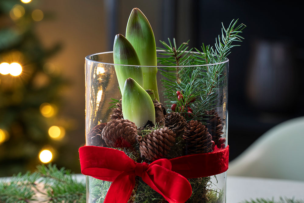 DIY: Amaryllis i glassvase
