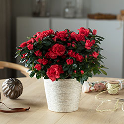 Azalea