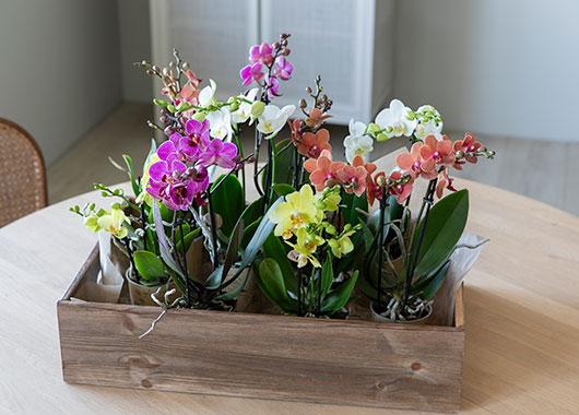 Phalaenopsis 'Bouquetto'