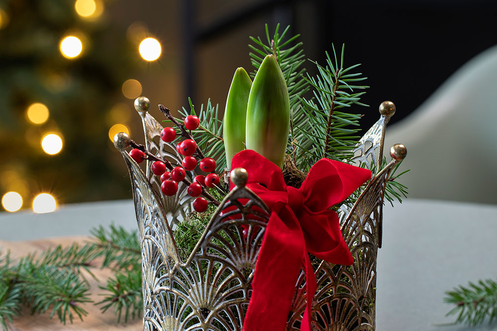 Mosepakket amaryllis i krone