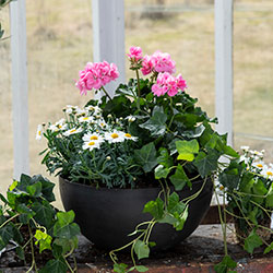 Sommerblomster