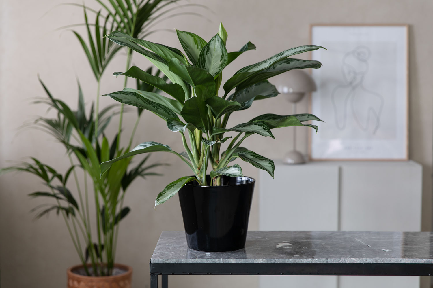 Aglaonema%20Silver%20Bay1151_f_s.jpg
