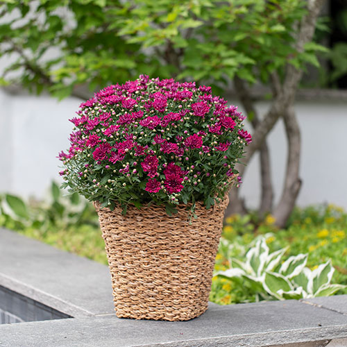 Sommerblomster