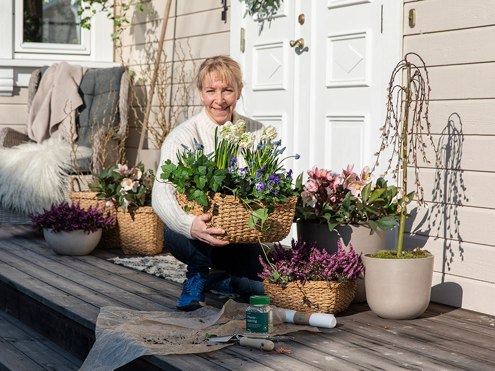 Disse vårblomstene tåler noen kuldegrader