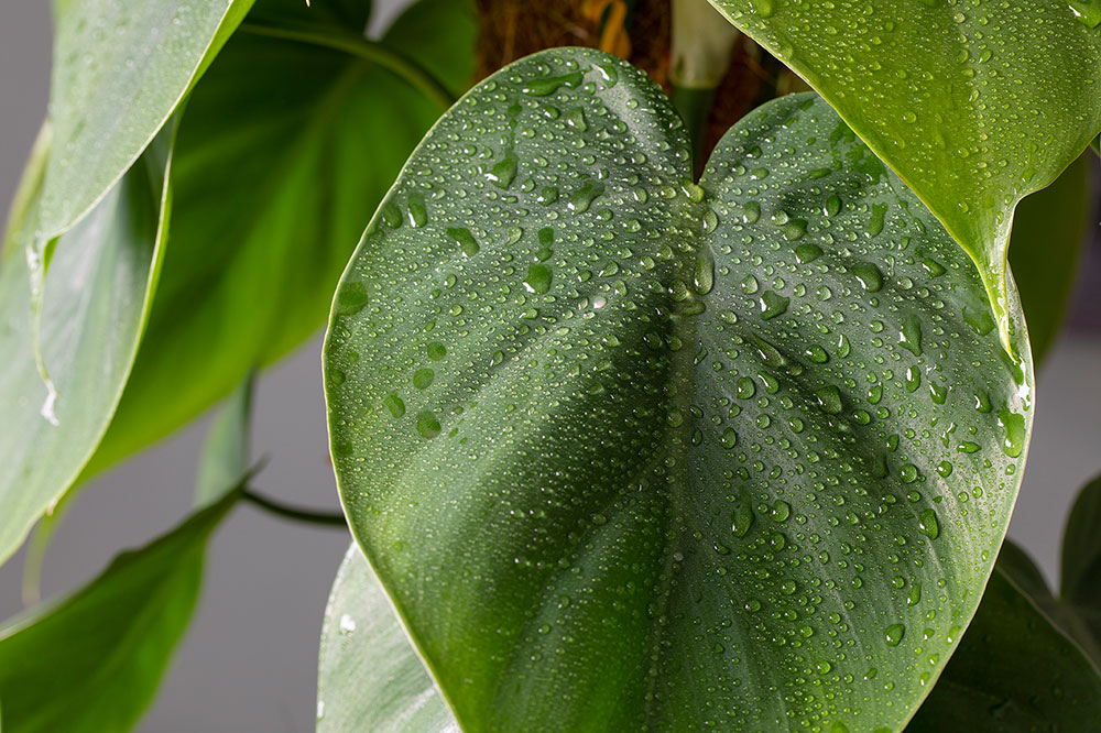 Philodendron blad