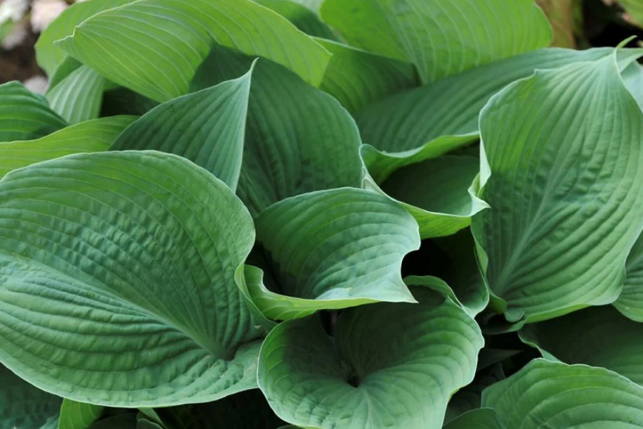 Hosta bladlilje