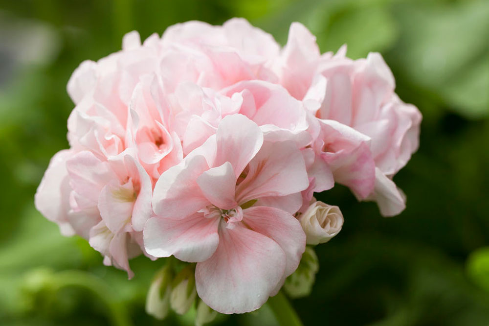 pelargonia Dronning Ingrid