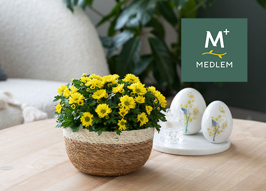 Gul krysantemum i kurv