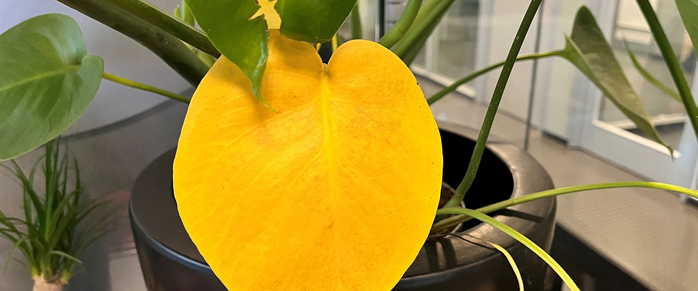 Gule eller brune blader på planten? 5 enkle løsninger Mester Grønn