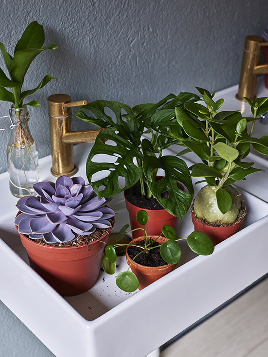 Sette planter i vannbad i vasken.
