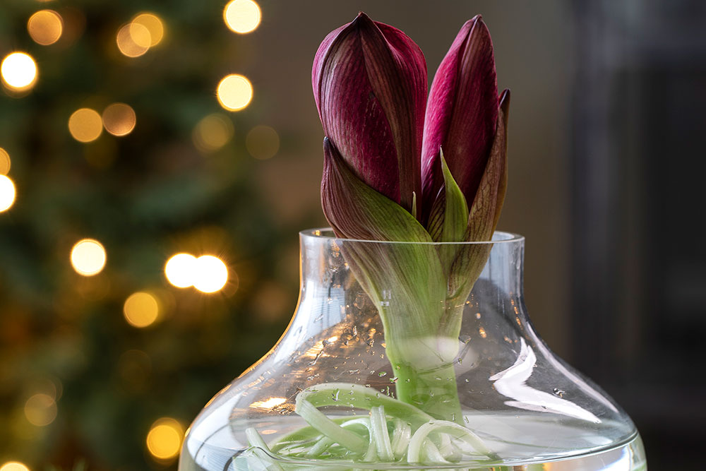 Amaryllis med strimlet stilk