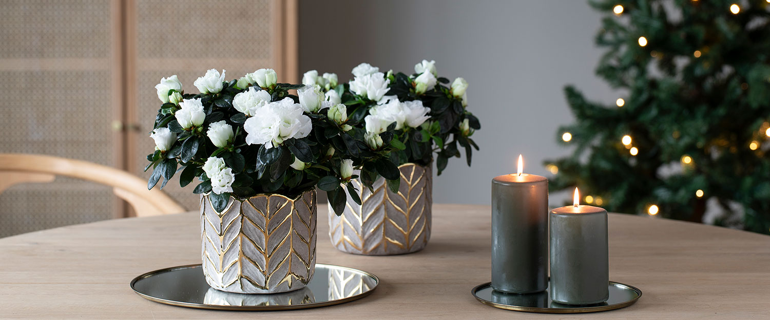 Allergivennlige juleblomster | Mester Grønn, image size:1500x625