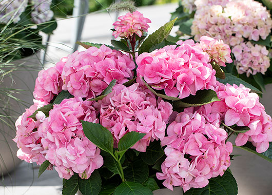 Hortensia