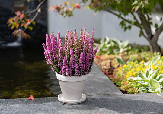 Erica 'Sylvia'