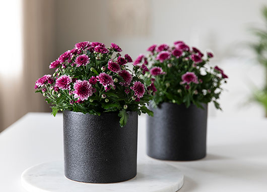 Krysantemum ´Banquet´