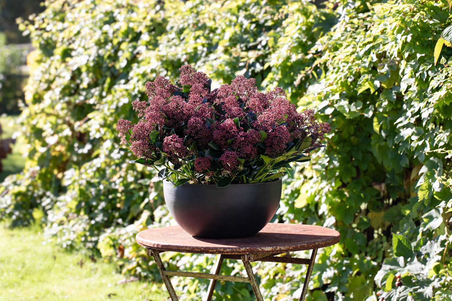 Skimmia i ecopots
