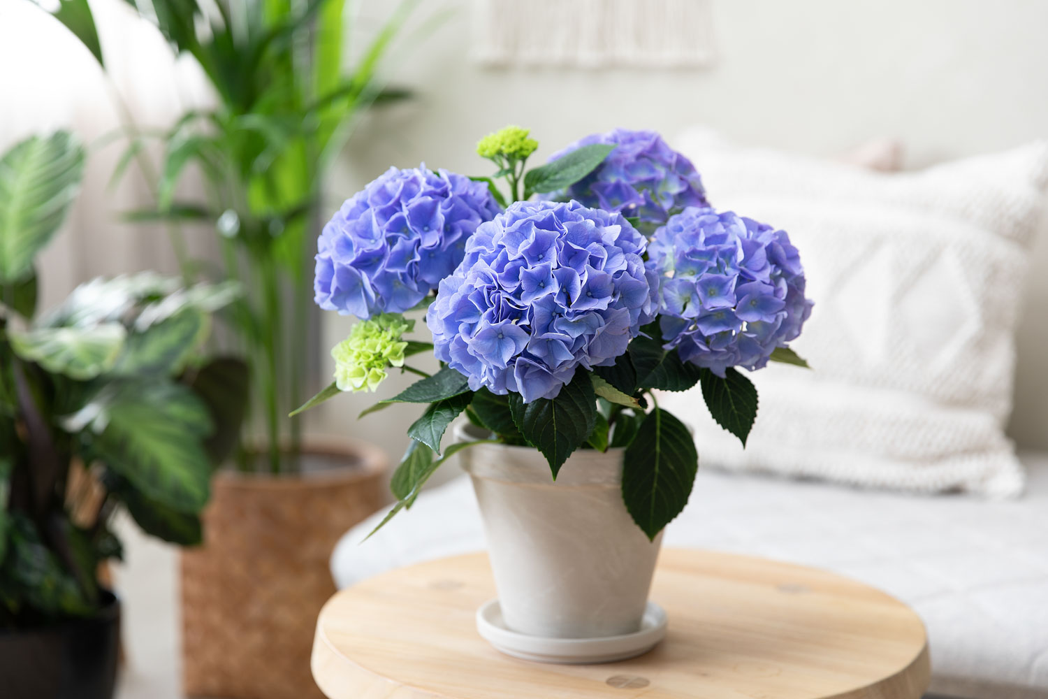 Bl&aring; hortensia