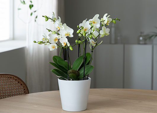 Phalaenopsis 'Bouqetto'